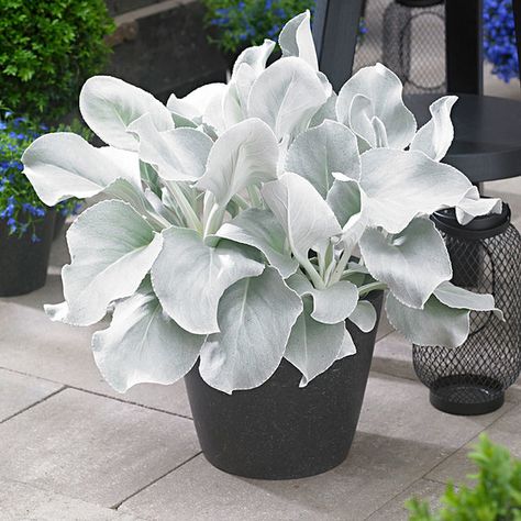 8 new plants to get excited about | The Impatient Gardener Senecio Angel Wings, Best Ground Cover Plants, Gothic Garden, Sensory Garden, White Plants, Moon Garden, Have Inspiration, Unusual Plants, Ground Cover Plants