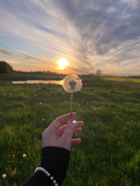 Dandelion Aesthetic, Dandelion Pictures, Dandelion Field, Make Yourself Happy, Bff Hands Aesthetic, Easy Hair Cuts, Pretty Wallpapers Tumblr, Cottage Aesthetic, Bead Hair Accessories