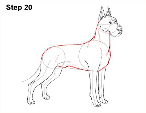 Draw Great Dane Dog 20 Great Dane Drawing Reference, Great Dane Drawing, Dog Sketch Easy, Draw A Dog, Drawing Instructions, Cool Halloween Makeup, Great Dane Puppy, Dog Grooming Business, Dog Sketch