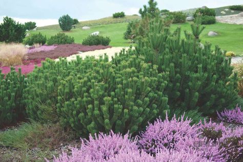 Mugo Pine Landscape, Pinus Mugo, Pinus Strobus, Pinus Mugo Winter Gold, Pinus Mugo Pumilio, Pinus Cembra Pine, Mugo Pine, Dubai Garden, Pine Garden