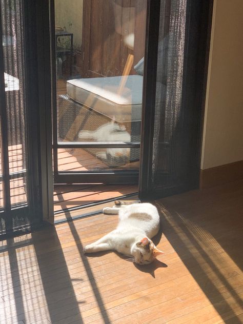 Sunbathing Aesthetic, Cats In Summer, Summer Cat Aesthetic, Sunny Window Aesthetic, Cat In Sun, Summer Cars, Spring Cats, Rainy Day Cat Aesthetic, Summer Cats