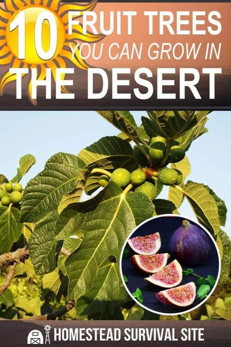 Homestead In The Desert, Permaculture In The Desert, Desert Herb Garden, Garden In The Desert, High Desert Homestead, Homesteading In The Desert, Desert Vegetable Garden Arizona, Arizona Food Forest, Desert Backyard Ideas Arizona