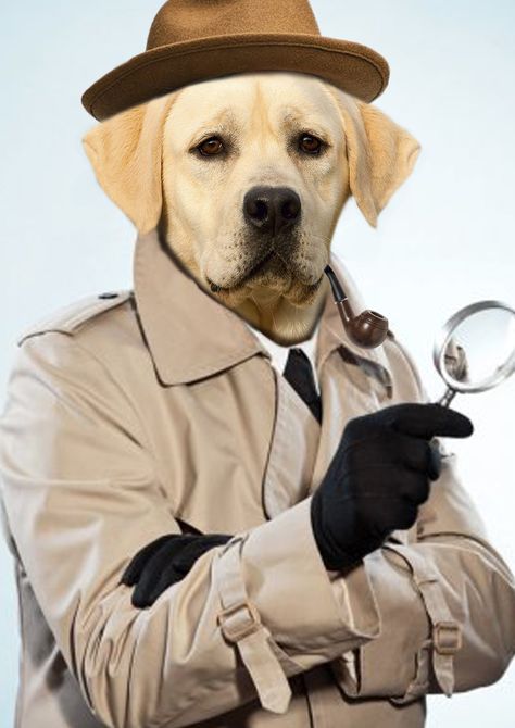 Pet Detective, Dream Jobs, Gift For Dog, Pet Lovers, Gifts For Pet Lovers, Dog Gifts, Short Film, The Dog, Detective