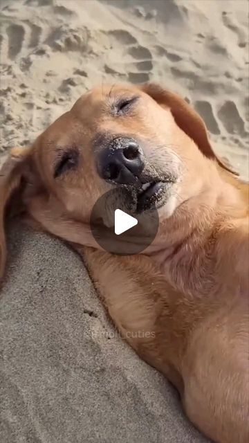 Crocodile Videos, Good Boy Ollie, Really Funny Dog Videos, World Cutest Dog, Golden Retriever Funny, Dancing Animals, Boat Pics, Lake Pictures With Friends, Happy New Week