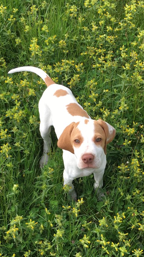 English Pointer Puppy, English Pointer Dog, First Horse, Pointer Puppies, English Pointer, Pointer Dog, Missing U, Abc Order, Bird Dogs