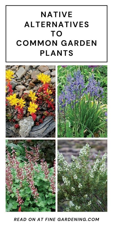 Pnw Garden, Common Garden Plants, Native Plant Landscape, California Native Plants, Native Plant Gardening, Invasive Plants, Fine Gardening, Pollinator Garden, Sustainable Garden