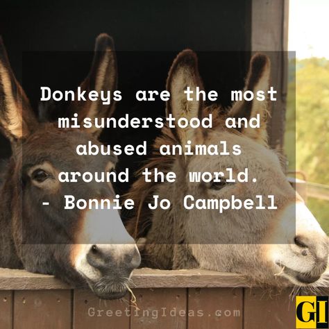 Donkey Quotes Greeting Ideas 4 Donkey Quotes Life, Donkey Quotes Funny, Donkey Quotes, Donkey Pics, Greeting Ideas, Senior Quotes Funny, Bad Attitude Quotes, Clever Comebacks, Negative Attitude