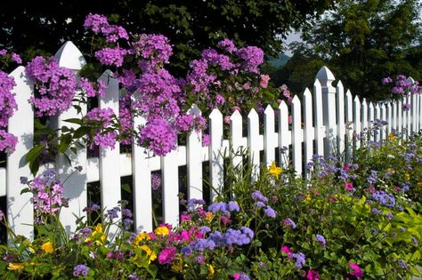 13 Picket Fence Ideas for a Charming Home Landscape - Bob Vila White Picket Fence Garden, Picket Fence Garden, Wood Picket Fence, Colorful Shrubs, Small Fence, Living Fence, White Fence, Fencing Material, A Night At The Opera