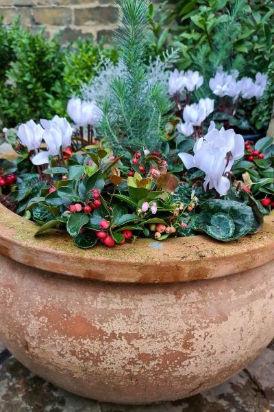 Best Outdoor Plants For Winter, Autumn Pots Outdoor Uk, Winter Garden Pots Outdoor, Autumn Planter Ideas Uk, Winter Pots Outdoor, Winter Potted Plants Outdoors, Winter Pots Outdoor Planters, Winter Flower Beds, Winter Plants For Pots Outdoors