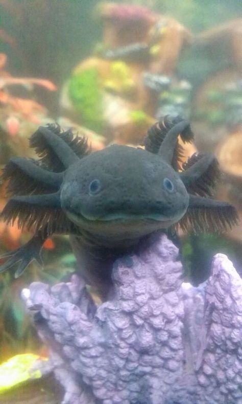 Axolotl Tank, Axolotl Cute, Tattoo Nature, Reptile Room, Fish Drawings, Salamanders, Fascinating Facts, Animal Sketches, Reptiles And Amphibians