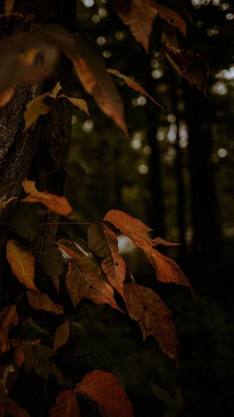 Wallpaper Trees, Wallpaper Leaves, Branch Leaves, Dry Branch, Change Picture, Autumn Magic, Fall Background, Dark Autumn, Leaves Autumn