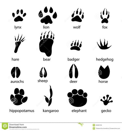 North American Animals, Animal Footprints, Raccoon Dog, American Animals, Animal Tracks, Footprint Art, Arctic Animals, Black Animals, African Animals