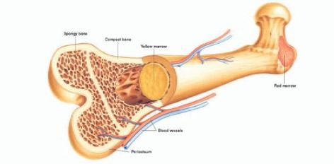 Quiz On Human Skeletal System - ProProfs Quiz Disease Symptoms, Fetal Development, Good Bones, Bone Marrow, Best Hospitals, Best Doctors, Improve Health, Saving Lives, Disease