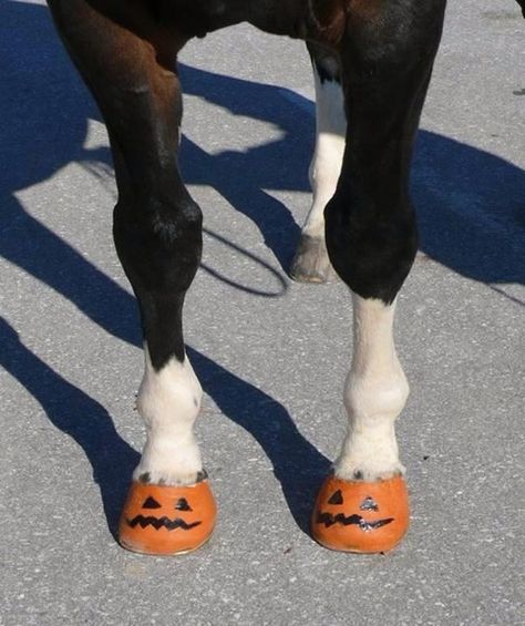 Pumpkin painted horse hooves! Ha. @MillenniumHeart Horse Halloween Ideas, Horse Hooves, Horse Halloween Costumes, Pumpkin Painted, Painted Horse, Painted Horses, Hallowen Ideas, Horse Costumes, Paint Horse