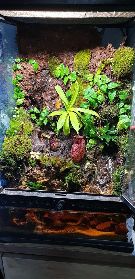 Carnivorous Plants Terrarium, Fish Tank Terrarium, Bog Garden, Gardens Of Babylon, Outside Plants, Fish Tank Plants, Plant Projects, Moss Garden, Mini Plants