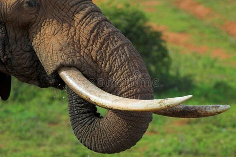 Elephant close up. Close up of an African Elephant's tusks and trunk, while its , #AFFILIATE, #Close, #close, #Elephant, #African, #drinking #ad Elephant Teeth, Indian Elephant Drawing, Indian Elephant Tattoo, Fun Facts About Elephants, Indian Elephant Art, Burung Kakatua, Elephant Tusk, Armour Ideas, Elephant Facts