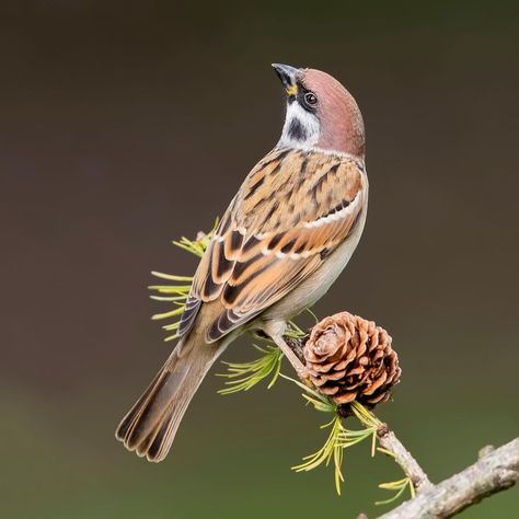 World Sparrow Day, Eurasian Tree Sparrow, Tree Sparrow, Agricultural Land, Africa Safari, Sparrows, Wildlife Nature, Bird Photography, Wire Art