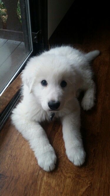 Maremma Sheepdog Puppy, Maremma Dog, Sheepdog Puppy, Sheep Dog Puppy, Maremma Sheepdog, Livestock Guardian Dog, English Cream, Rare Dog Breeds, Cool Dog Houses