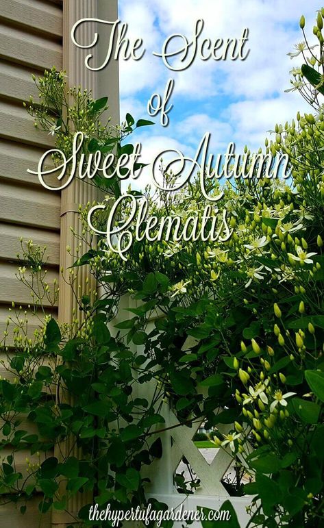 Sweet Autumn Clematis blooming now is such a sweet scent in the garden. Easy to grow and propagate. Sweet Autumn Clematis Trellis, Clematis Trellis, Sweet Autumn Clematis, Autumn Clematis, Farm Pictures, Garden Pictures, Garden Buildings, House Landscape, Garden Tips