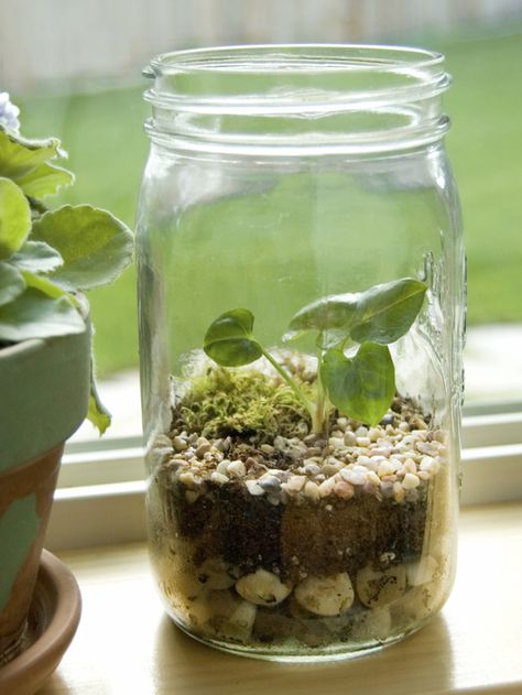 How to Make a Mini Terrarium >> http://www.hgtv.com/gardening/how-to-create-a-terrarium/index.html?soc=pinterest #mothersdaycraft Tabletop Terrarium, Mason Jar Terrarium, Tattoo Plant, Windowsill Garden, Mini Terrarium, Terrarium Diy, Terraria, Terrarium Plants, Edamame