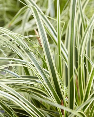 Carex oshimensis 'Evercream' PPAF|Juniper Level Botanic Gdn, NC|JLBG Carex Oshimensis, Rabbit Resistant Plants, Dry Shade Plants, Bog Garden, Pollinator Plants, Rock Garden Plants, Deer Resistant Plants, Drought Tolerant Plants, Container Garden