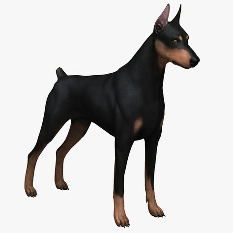 Doberman Pinscher #Dog Doberman Front View, Manchester Terrier, Dog Spay, Dog Clippers, Doberman Pinscher Dog, Pinscher Dog, Real Bones, Guard Dogs, Doberman Pinscher