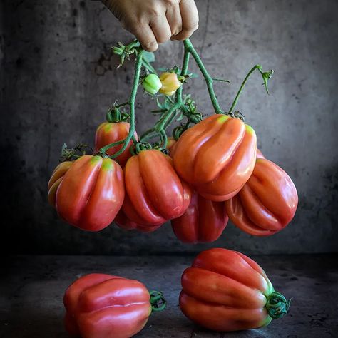 Gezahnte Tomato | Baker Creek Heirloom Seeds Tomato Growing Tips, Pruning Tomato Plants, Tips For Growing Tomatoes, Tomato Growing, Tomato Seedlings, Plant Seedlings, Italian City, Canning Tomatoes, Tomato Seeds