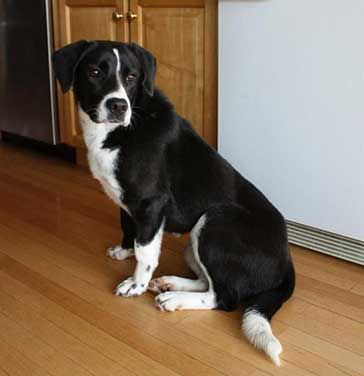 border collie lab cross dog size Border Collie Lab Mix, Lab Mix Puppies, Dogs Treats, Funny Dog Jokes, Labrador Mix, Tallest Dog, Golden Labrador, Dog Jokes, Really Cute Puppies