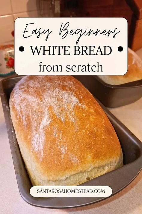 How to Make the Best White Bread from Scratch - Santa Rosa Homestead At Home Bread Recipe, How To Make Fresh Bread Easy Recipes, Quick Homemade Bread Recipes, Easiest Sandwich Bread Recipe, Fast Loaf Of Bread, Homemade Bread All Purpose Flour, Easy First Time Bread Recipe, Homemade Bread Recipes For Beginners, Easy Loaf Of Bread Recipe