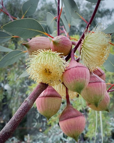 Julia Kalinkina on Instagram: “Found this stunner in my favourites folder, back from October 2020 😍 Eucalyptus rameliana (Ramel’s mallee), endemic to Western Australia.…” Australian Wildflowers, Gum Tree, Tree Flowers, Australian Native Flowers, Native Flowers, Australian Plants, Australian Native Plants, Australian Flora, Painting Subjects