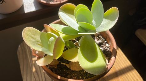 Kalanchoe Thyrsiflora: How to Grow and Care For Paddle Plants Ponytail Plant Care, Ponytail Plant Care Houseplant, How To Prune Kalanchoe, Kalanchoe Thyrsiflora, Paddle Plant, Plant Leaves Turning Yellow, Kalanchoe Beharensis, Leaf Plant, Succulent Soil