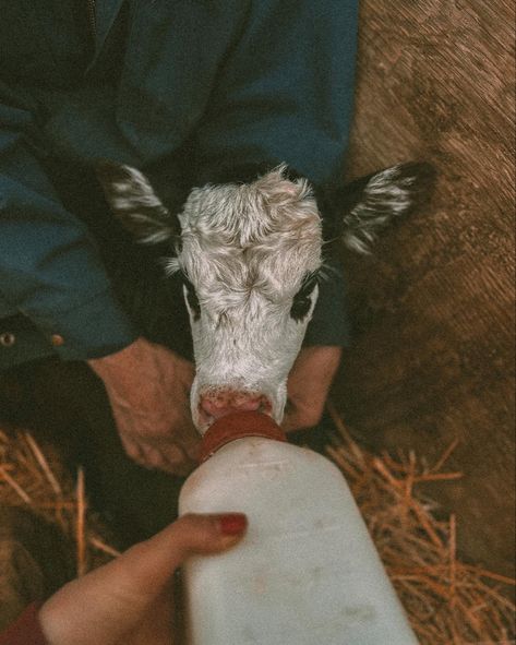 Bottle feeding 🖤 #ranchlife #ranch #cattleranch #western #farmer #calvingseason #westernart #photography #westernartphotography #saskatchewan #prairie #blackangus #farmlife Bottle Feeding Calves, Ranch Family Aesthetic, Western Ranch Aesthetic, Ranch Wife Aesthetic, Ranch Hand Aesthetic, Farm Astethic, Farmlife Aesthetic, Rancher Aesthetic, Ranch Life Aesthetic