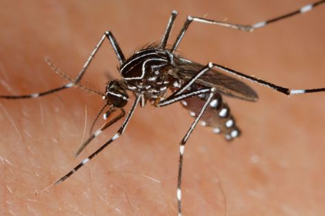 Female Mosquito, Queensland Australia, Queensland, Bugs, Insects, The Day, Yard, Australia, Quick Saves