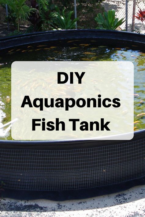 Diy Aquaponics Fish Tank, Aquaponics Fish Tank, Hydroponic Fish Tank, Fish Tank Aquaponics, Best Fish For Aquaponics, Catfish Farming, Diy Aquaponics, Aquaponics Aquarium, Aquaponic System