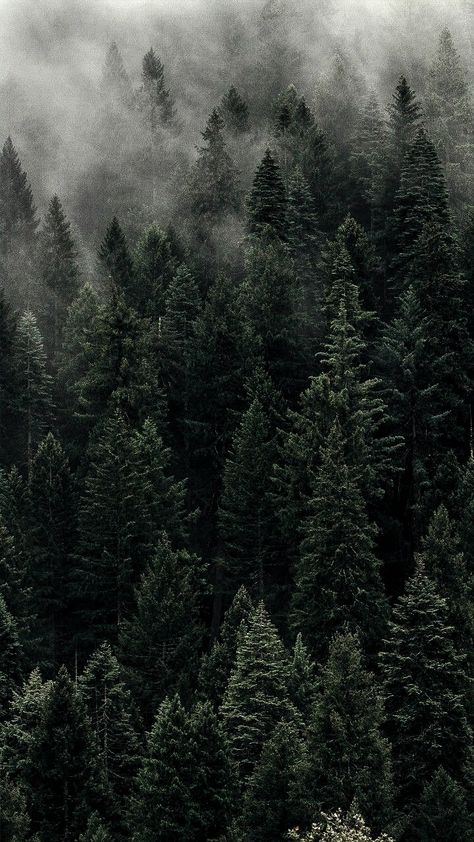 Cold Wallpaper Aesthetic, Woods Wallpaper, Dark Mountains, Scary Drawings, 4k Wallpaper Iphone, Astronaut Wallpaper, Iphone Wallpaper Landscape, Wallpaper Stores, Dark Green Aesthetic