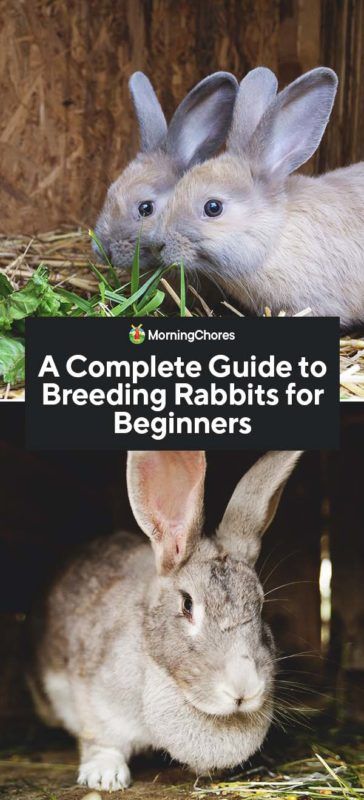 Prepping List, Meat Rabbits Breeds, Breeding Rabbits, Survival Prepping List, Raising Rabbits For Meat, Animal Breeding, Survival Tent, Young Rabbit, Rabbit Farm