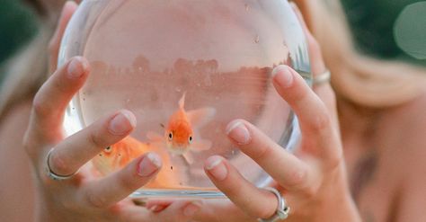 Aquarium Themes, Tumblr Quality, All The Small Things, Food Candy, Franz Kafka, Just Keep Swimming, Enjoy The Little Things, Gold Fish, The Small Things