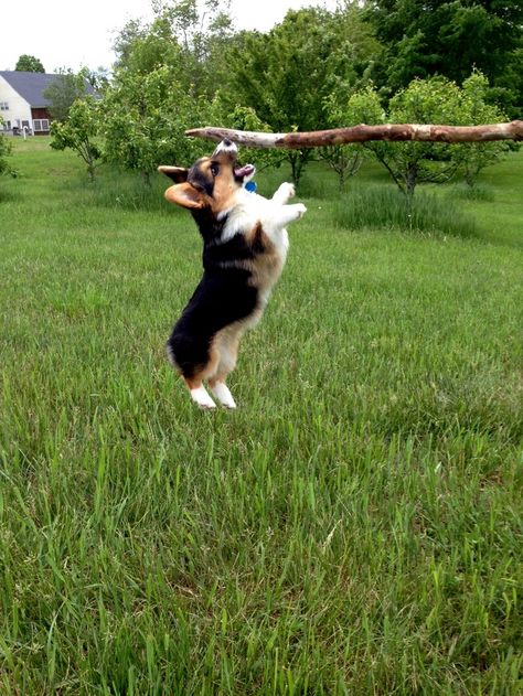 Corgi puppy jump Puppy Jumping, Cute Animals Kissing, Mini Corgi, Corgi Smile, Dog Jumping, Turbo Charged, Corgi Pictures, Welsh Corgi Puppies, Corgi Pembroke