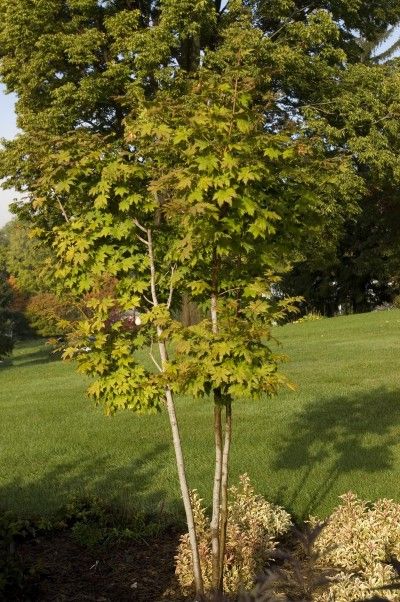 Korean Maple - Trees Today Nursery Small Ornamental Trees, Acer Palmatum, Aquaponics System, Spring Plants, Backyard Inspiration, Ornamental Trees, Japanese Maple, Maple Tree, Koi Pond