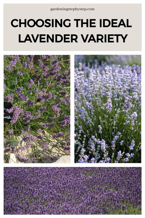 Choosing the ideal lavender variety: images of different types of lavender plants in bloom. Lavendar Planting Landscaping, French Lavender Garden, Types Of Lavender Plants, Types Of Lavender, Lavender Types, Lavender Hedge, Spanish Lavender, Lavender Varieties, Fast Growing Shrubs