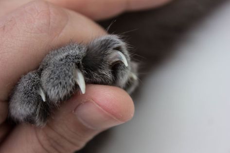 Trimming your cat's claws isn't always an easy feat. If you need to clip your cat's nails, here are a few tips on how to make the process easier... Clipping Cat Nails, Trim Cat Nails, Cat Portrait Painting, Cat Patio, Cut Cat, Cat Care Tips, Kitten Care, Cat Nails, Cat Claws