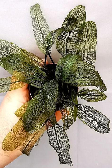 Keep your Madagascar Lace Plant thriving by burying half its bulb in the substrate and maintaining soft to moderately hard water. With proper water circulation and a temperature range of 68-75°F, this aquatic plant will flourish in no time!  📷️: theplantfinder on IG Lace Leaf, Leaf Veins, Plants Are Friends, Inside Plants, Plant Tree, Plant Decor Indoor, Terrarium Plants, Tree Care, Unique Plants