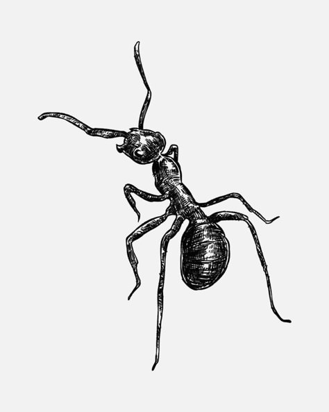 hand drawn illustration of an ant.  sketch, realistic drawing, black and white. Monochrome color. Ant Drawing Realistic, Ants Drawings, Bug Drawing, Bug Cartoon, Sketch Realistic, Insect Drawing, Ant Drawing, Ant Tattoo, Van Logo