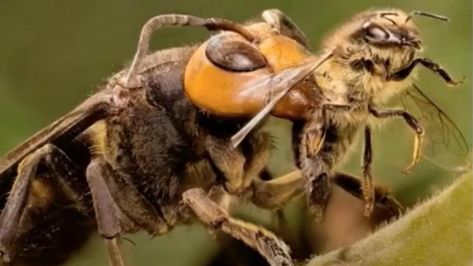 Japanese Hornet, Japanese Giant Hornet, Wasps And Hornets, Harsh Noise, Insect Pictures, Urban Beekeeping, A Bugs Life, Centipedes, Micro Photography