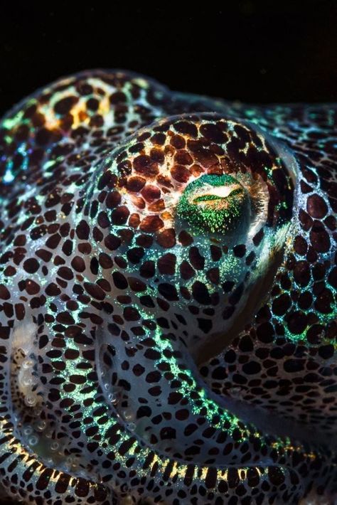 Bobtail squid close up Bobtail Squid, Marine Tattoo, Underwater Animals, Beautiful Sea Creatures, Childrens Books Illustrations, Ocean Creatures, Wildlife Animals, Weird Animals, Underwater World