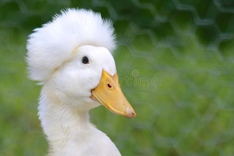 Crested Duck, Pekin Duck, Birdy, Vector Graphics, Stock Photography, Art Tutorials, Cute Animals, Stock Photos, Yellow