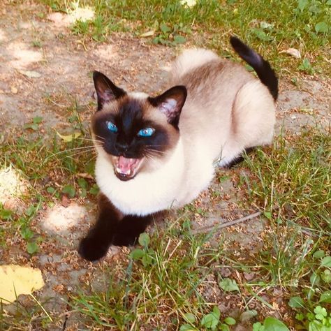 15 Facts That Make You Smile and Love Siamese Cats – The Paws Siamese Cats, You Smile, Facts About, Make You Smile, Blue Eyes, Blue