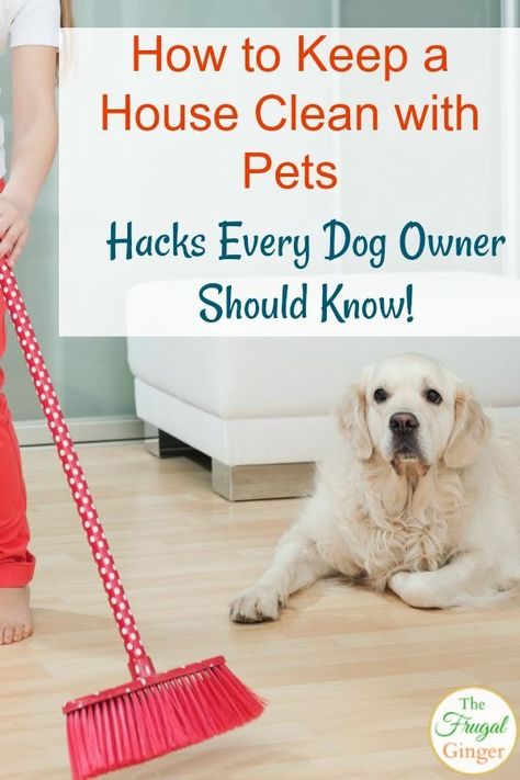 Use these easy tips to keep a house clean with pets, even with a shedding dog! Learn how to keep your house from smelling like dog and to keep the floors clean of dog hair, along with every other area in your home. This is a must read for every dog owner! #pets #cleaning #dog Homemade Toilet Cleaner, Cleaning Painted Walls, Glass Cooktop, Deep Cleaning Tips, Dog Cleaning, Dog Shedding, Pet Hacks, Clean Dishwasher, Simple Life Hacks