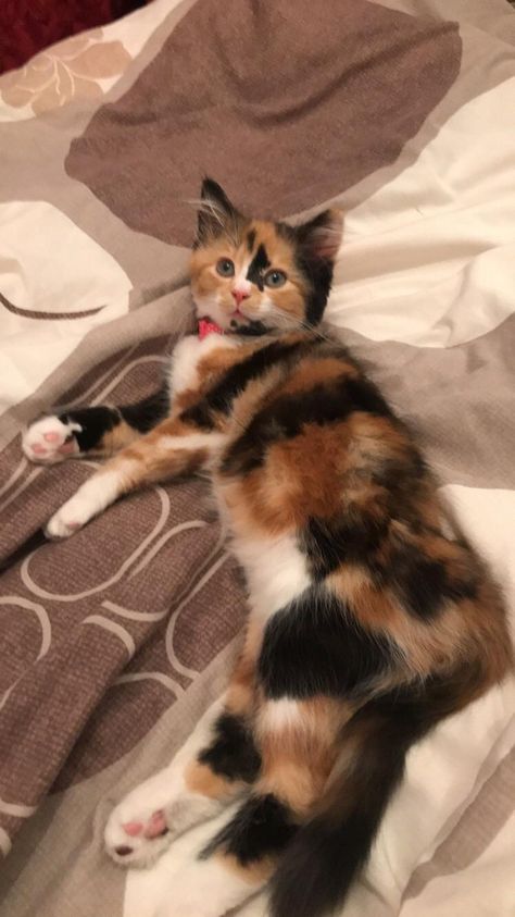 What colouring is my cat? Calico or Tortoise? Cat Calico, Fluffy Kitty, Calico Cats, Tortoise Cat, Cat Pfp, Dream's Cat, Feline Animals, Pets Funny, Calico Cat