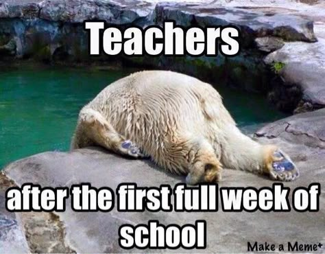 The first week of school Teacher Humour, Teacher Memes Funny, Classroom Humor, Teaching Memes, Classroom Memes, Teacher Tired, Teacher Quotes Funny, Teaching Humor, Teacher Problems